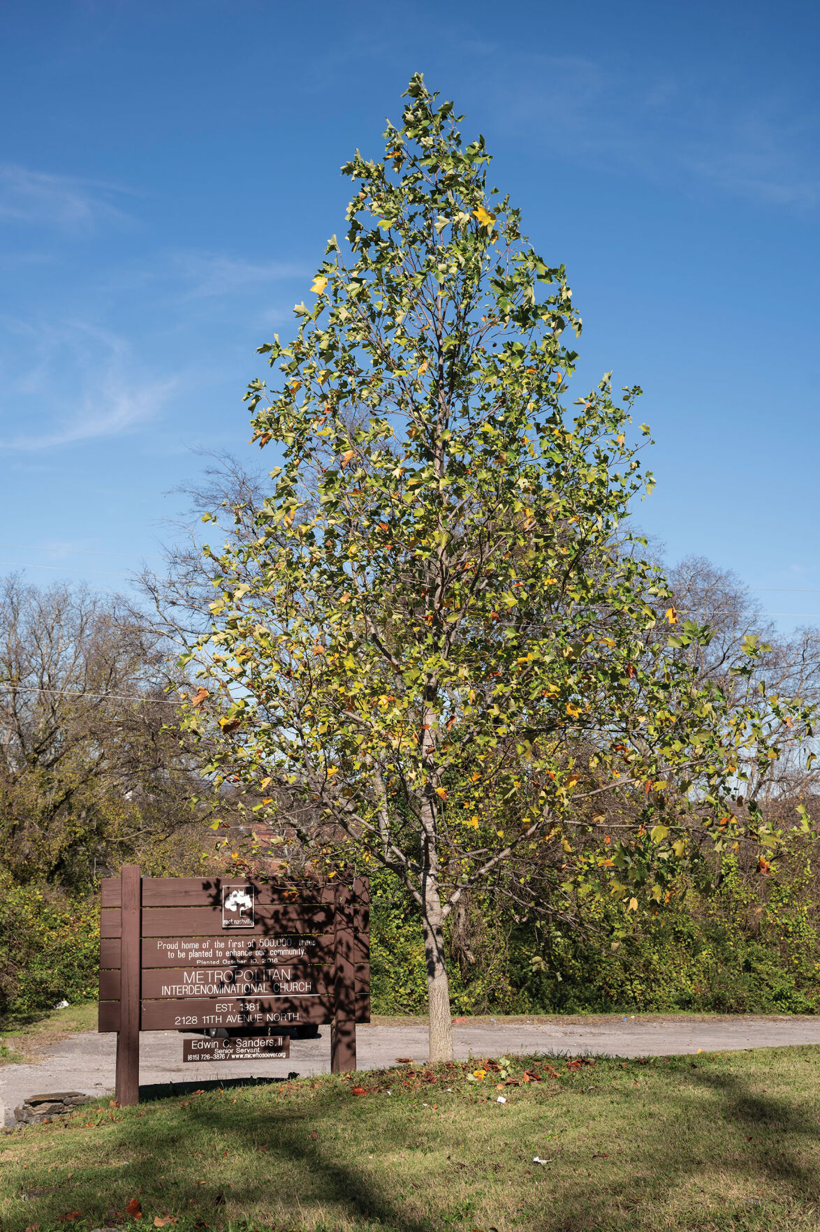 The first tree planted by the Root Nashville campaign
